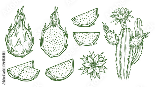 Hand Drawn Dragon Fruit Set Line Art Illustration Collection with Cactus
