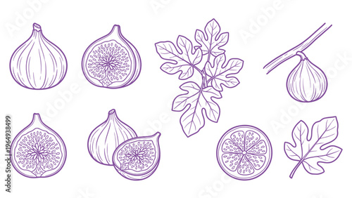 Hand Drawn Fig Fruit and Leaf Line Art Set Botanical Illustration