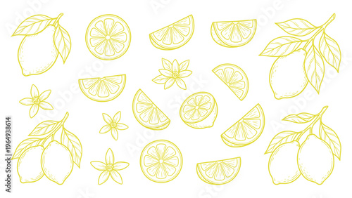 Hand Drawn Lemon Botanical Set with Flowers Leaves and Slices Line Art Illustration