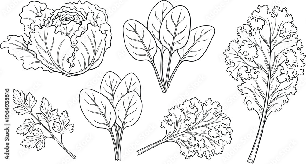 Fototapeta premium Leafy Greens Icon Set with Lettuce, Spinach, Kale, and Other Leafy Vegetables for Healthy Eating, Nutrition, and Organic Food Design Projects