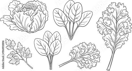 Leafy Greens Icon Set with Lettuce, Spinach, Kale, and Other Leafy Vegetables for Healthy Eating, Nutrition, and Organic Food Design Projects