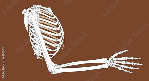 Scientific illustration of a human skeletal system showing the rib cage and an extended arm with detailed bones on a solid brown backdrop.