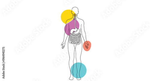 Simple anatomical diagram of the human body showing the location of major internal organs with colorful circular accents.