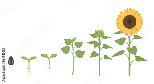 Sequential illustration depicting the full life cycle of a sunflower, from seed germination, through sprouting, stem and leaf development, to a magnificent blooming flower