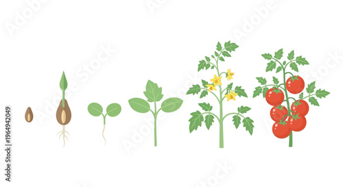 Life cycle of a tomato plant from seed to mature fruit with ripe tomatoes