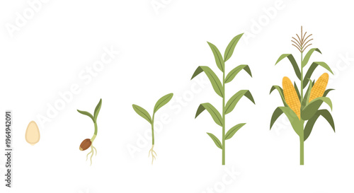 Illustration depicting the growth stages of a corn plant from seed to maturity with ears of corn
