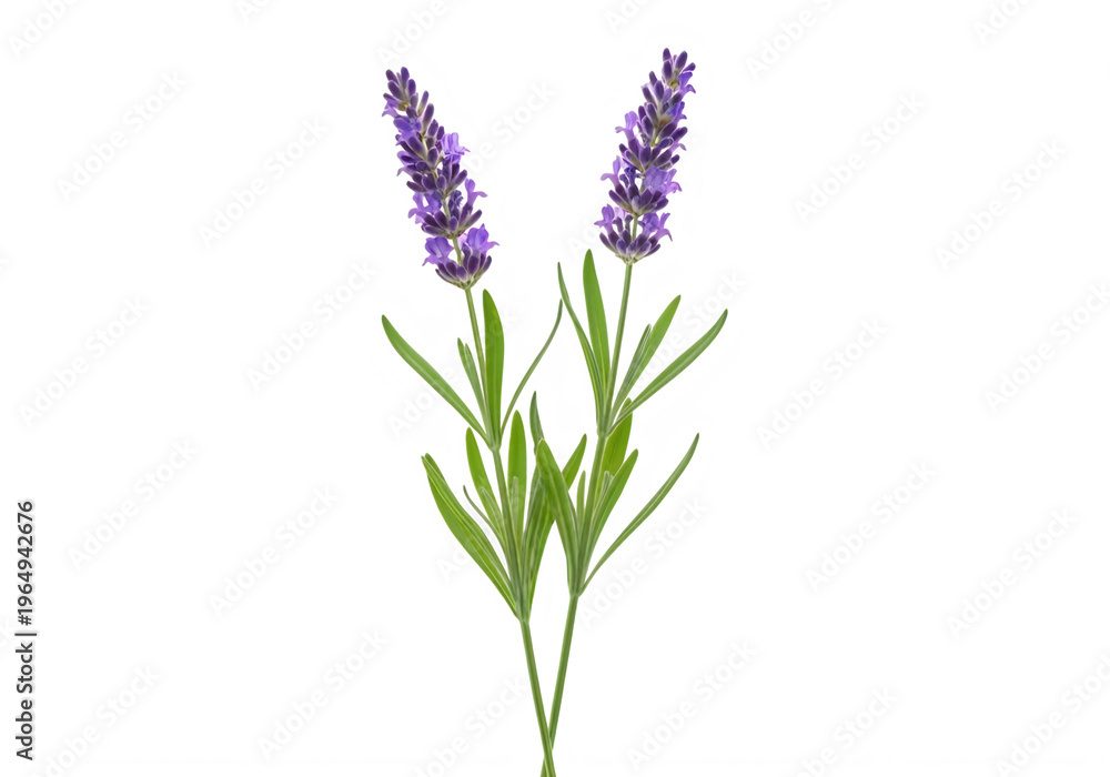 Fototapeta premium Purple larkspur flowers with green stems and leaves isolated on transparent background