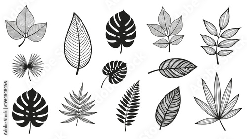 Assortment of black and white botanical leaf shapes includes tropical palms and various foliage for nature-themed graphic design projects.
