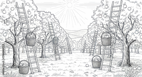 Orchard Harvest Scene with Ladders and Baskets Full of Apples