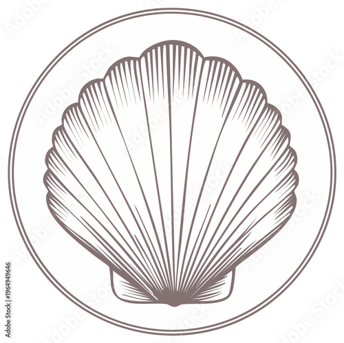 Elegant seashell illustration in a circular frame, a vector outline, seaside life, nautical themed, coastal design, line art