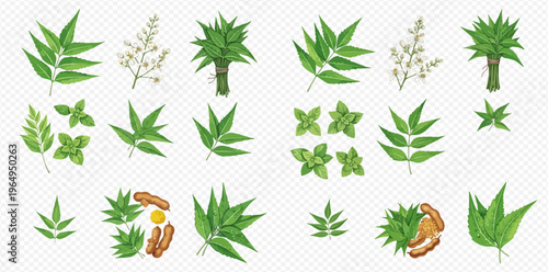 Collection of various green leaves and herbs, including neem, mint, and turmeric, on a transparent background.