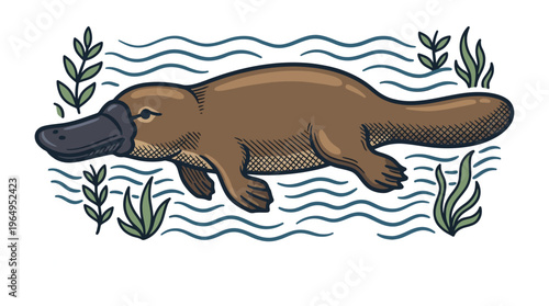 Cute Platypus Engraving Style Vector Illustration Swimming in Water Vintage Clip Art Isolated on White