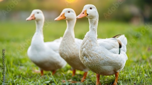 Three white domestic ducks are pictured standing in a vibrant green grassy field bathed in the warm soft light of a golden hour sunset with a softly blurred background