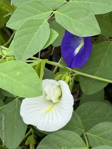 blue and white Butterfly pea flowers in the garden