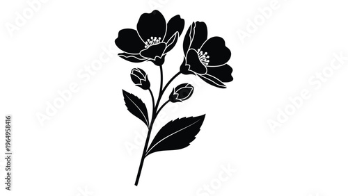 Black and white illustration of a flowering plant with leaves and buds