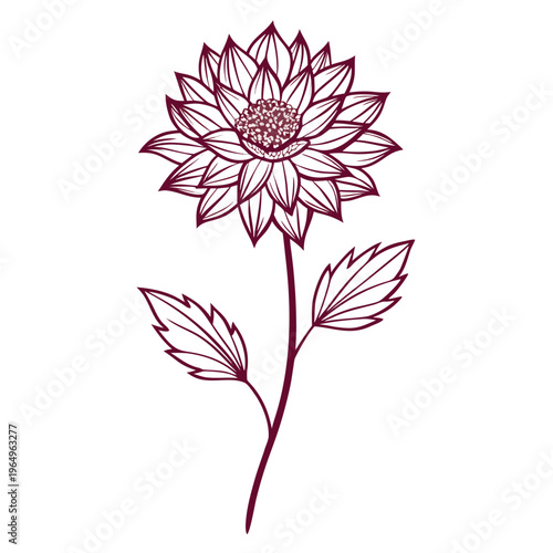 Vászonkép astrantia claret flower line art with branch on white background