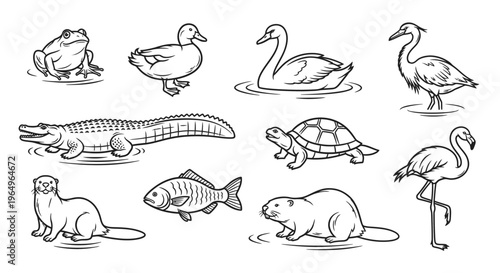 Collection of various aquatic animals illustrations.