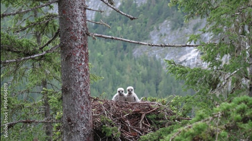 Wallpaper Mural Eagle Chicks Nestled: A captivating view captures the intimate moment of two eaglets comfortably nestled in their lofty nest, perched high amidst a dense, verdant forest. Torontodigital.ca