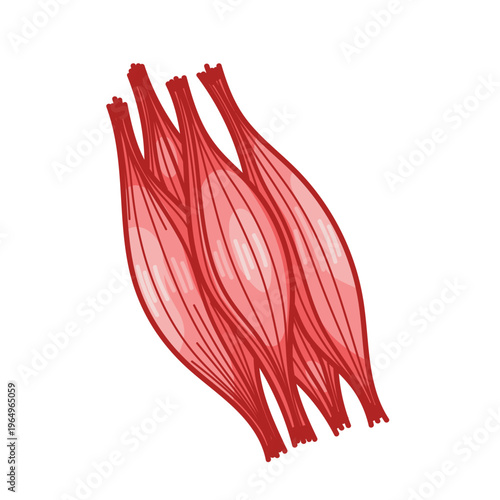 Healthy Muscle Fibers Illustration of Normal Muscle Structure