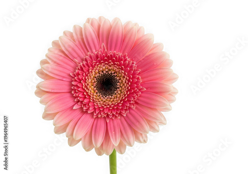 Vibrant red dahlia flower with intricate petals, isolated on transparent background