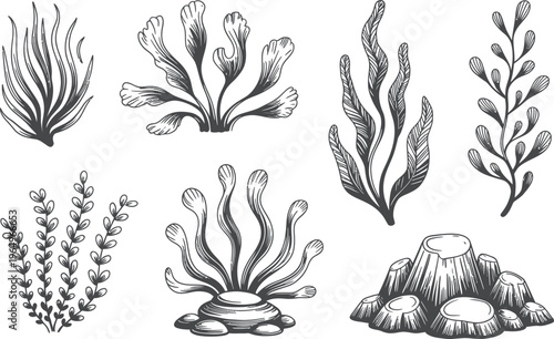Various types of seaweed and underwater rocks are depicted in a detailed botanical style. The monochrome linework emphasizes the delicate textures and flowing movements of the aquatic life. 