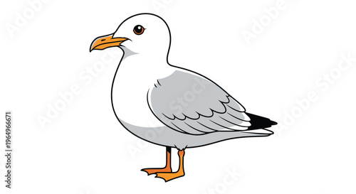 Simple illustration of a common seagull with white and gray feathers and orange beak and legs standing on a white background.