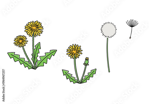 たんぽぽの手描きイラストセット