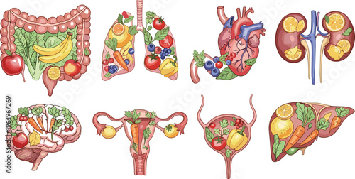 Flat vector collection of human organs with integrated fruits and vegetables featuring brain, heart, lungs, liver, kidneys, and reproductive system for nutritional health.