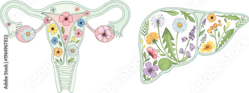 Flat vector floral anatomical illustration of a uterus and liver decorated with colorful spring wildflowers and leaves on a white background.
