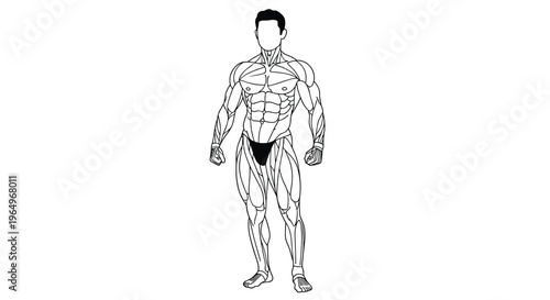 Detailed anatomical illustration of a muscular male human figure highlighting various muscle groups for fitness or medical study.