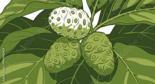 Ripening noni fruits (Morinda citrifolia) growing on a branch with green leaves: Design for Health and Wellness Blogs, Traditional Medicine Research, or Tropical Juice Branding. Transparent SVG.