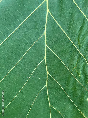 green teak leaf background. leaf texture.
