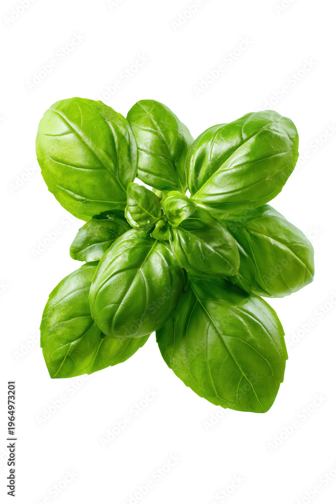 Obraz premium Fresh green basil leaves isolated on white background. This image is suitable for culinary, gardening, and herbal content.