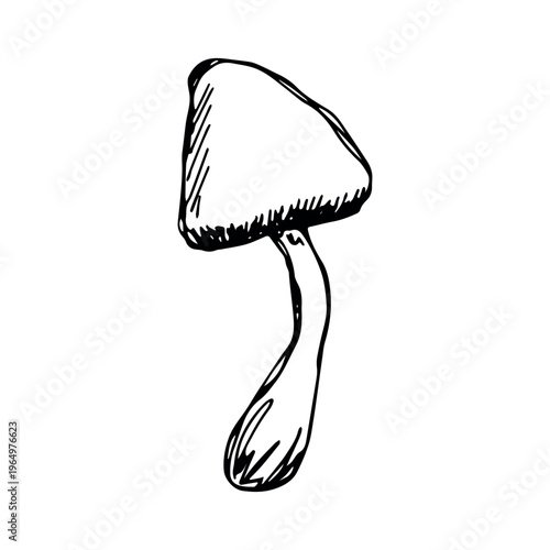 Hand drawn mushroom doodle Botanical illustration Cute autumn mushroom Healthy eco food Organic vegetarian food For stickers, greeting card, design, print, packaging, decor, kids books
