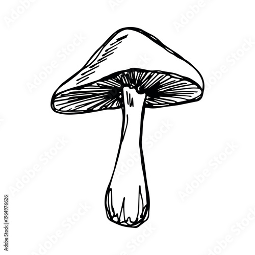 Hand drawn mushroom doodle Botanical illustration Cute autumn mushroom Healthy eco food Organic vegetarian food For stickers, greeting card, design, print, packaging, decor, kids books