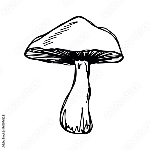 Hand drawn mushroom doodle Botanical illustration Cute autumn mushroom Healthy eco food Organic vegetarian food For stickers, greeting card, design, print, packaging, decor, kids books