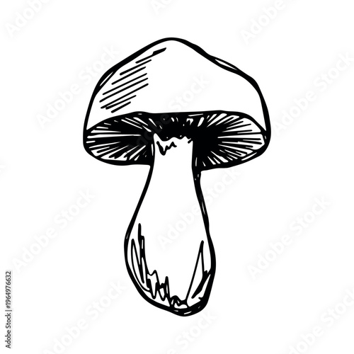 Hand drawn mushroom doodle Botanical illustration Cute autumn mushroom Healthy eco food Organic vegetarian food For stickers, greeting card, design, print, packaging, decor, kids books