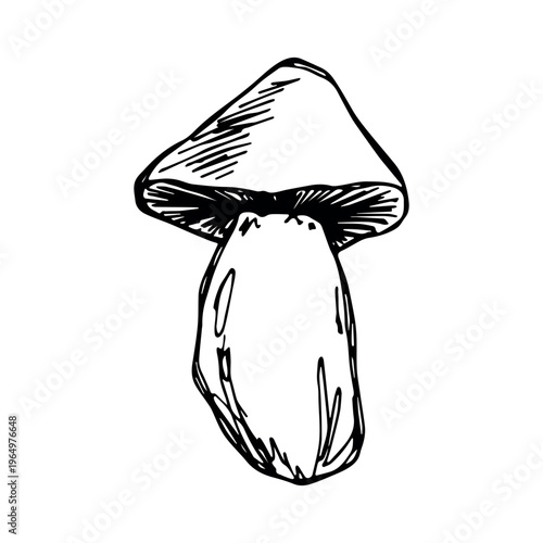 Hand drawn mushroom doodle Botanical illustration Cute autumn mushroom Healthy eco food Organic vegetarian food For stickers, greeting card, design, print, packaging, decor, kids books
