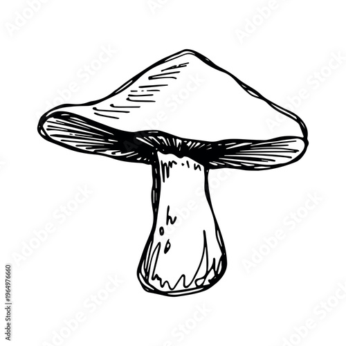 Hand drawn mushroom doodle Botanical illustration Cute autumn mushroom Healthy eco food Organic vegetarian food For stickers, greeting card, design, print, packaging, decor, kids books