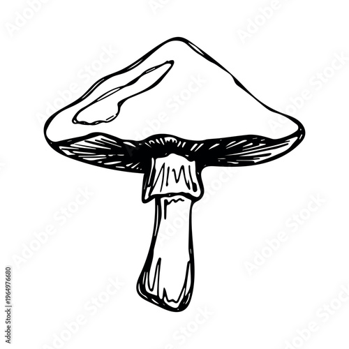 Hand drawn mushroom doodle Botanical illustration Cute autumn mushroom Healthy eco food Organic vegetarian food For stickers, greeting card, design, print, packaging, decor, kids books