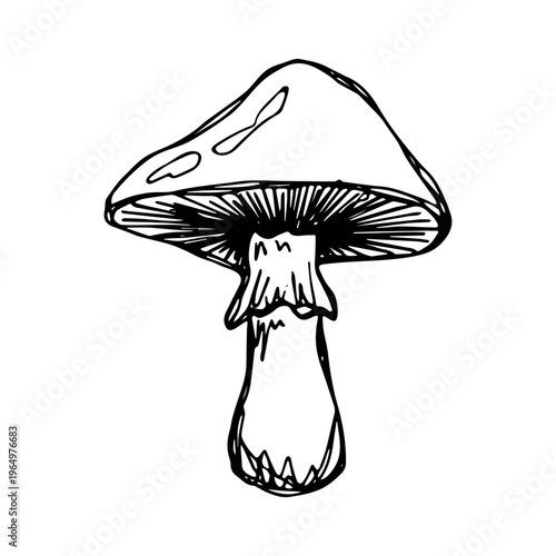 Hand drawn mushroom doodle Botanical illustration Cute autumn mushroom Healthy eco food Organic vegetarian food For stickers, greeting card, design, print, packaging, decor, kids books