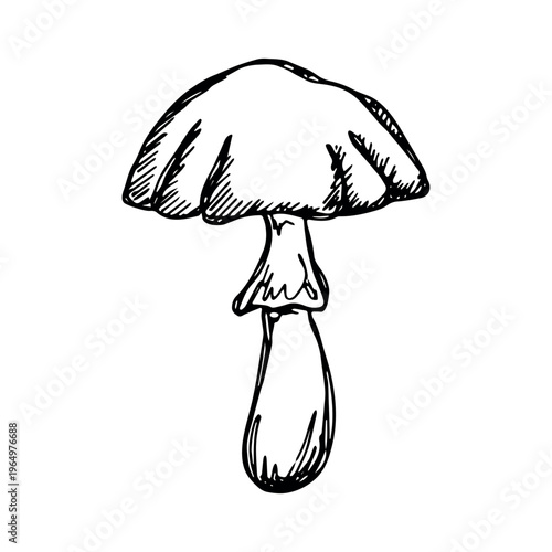 Hand drawn mushroom doodle Botanical illustration Cute autumn mushroom Healthy eco food Organic vegetarian food For stickers, greeting card, design, print, packaging, decor, kids books