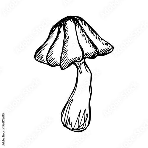 Hand drawn mushroom doodle Botanical illustration Cute autumn mushroom Healthy eco food Organic vegetarian food For stickers, greeting card, design, print, packaging, decor, kids books
