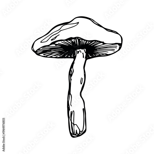 Hand drawn mushroom doodle Botanical illustration Cute autumn mushroom Healthy eco food Organic vegetarian food For stickers, greeting card, design, print, packaging, decor, kids books