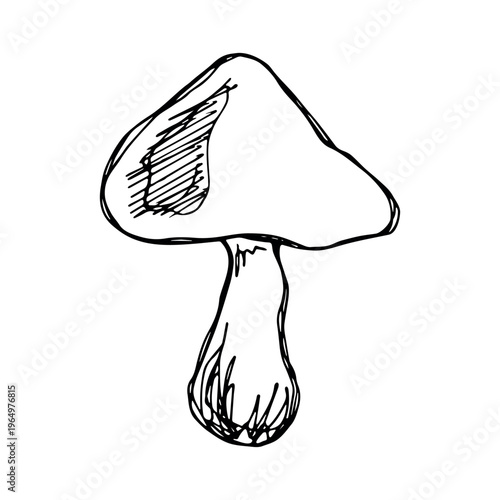 Hand drawn mushroom doodle Botanical illustration Cute autumn mushroom Healthy eco food Organic vegetarian food For stickers, greeting card, design, print, packaging, decor, kids books