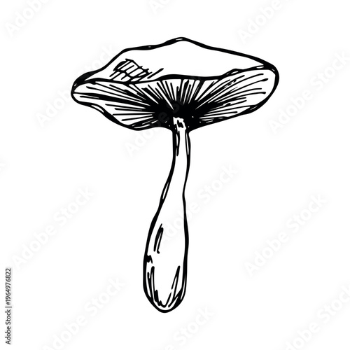 Hand drawn mushroom doodle Botanical illustration Cute autumn mushroom Healthy eco food Organic vegetarian food For stickers, greeting card, design, print, packaging, decor, kids books