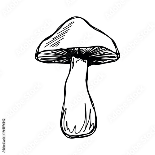 Hand drawn mushroom doodle Botanical illustration Cute autumn mushroom Healthy eco food Organic vegetarian food For stickers, greeting card, design, print, packaging, decor, kids books