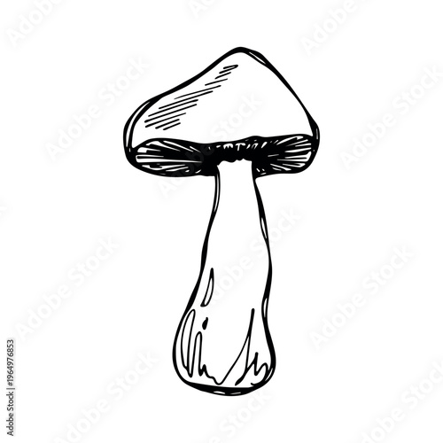 Hand drawn mushroom doodle Botanical illustration Cute autumn mushroom Healthy eco food Organic vegetarian food For stickers, greeting card, design, print, packaging, decor, kids books