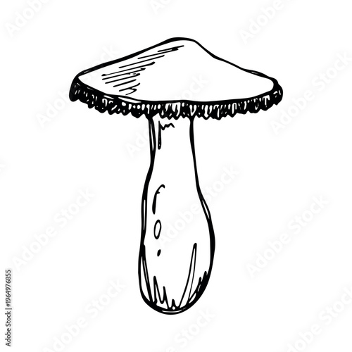 Hand drawn mushroom doodle Botanical illustration Cute autumn mushroom Healthy eco food Organic vegetarian food For stickers, greeting card, design, print, packaging, decor, kids books