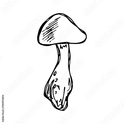 Hand drawn mushroom doodle Botanical illustration Cute autumn mushroom Healthy eco food Organic vegetarian food For stickers, greeting card, design, print, packaging, decor, kids books